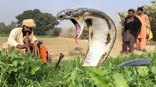 جانی جوگی نے کھیتوں سے بہت بڑا سانپ پکڑ لیا،jani jogi catch big cobra snak