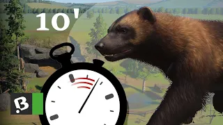 Rosomák, ale za 10 minut | Planet ZOO Challenge