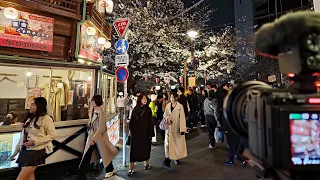 Personal Cherry Blossoms illumination in Tokyo Naka-Meguro walk 2024・Japan in 4K HDR