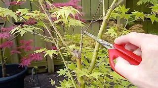 How To Prune A Japanese Maple In Summer (part 3 of 3)