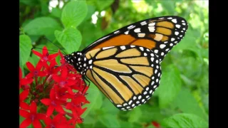 How to Conserve and Protect Butterflies