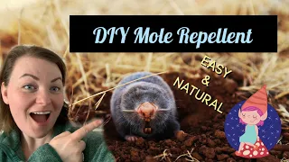 Homemade Ground Mole Repellent with Dawn Dish Soap and Castor Oil