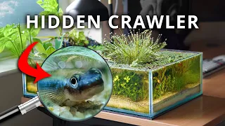 The Shallow Ecosystem on My Desk (150 Day Evolution)