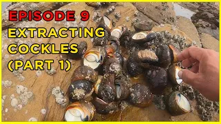 EPISODE 9: How to EXTRACT COCKLES + CATCHING BLACK TAILS (PART 1) | Catch & Cook