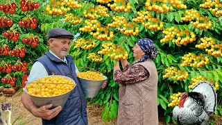 Harvested Fresh Yellow Cherries. Preparing Jam and Village Pizza.