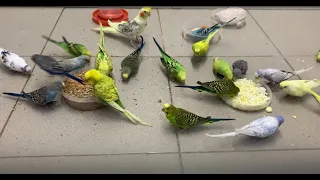 Волнистые попугаи / Budgerigars