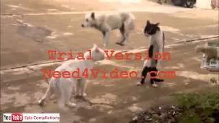 Epic Funny Cats   Cute Cats Compilation   60 minutes!! HDHQ   30