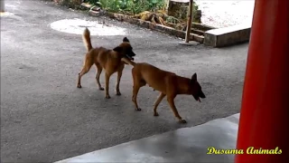 Dog Mating More Times Aggressive