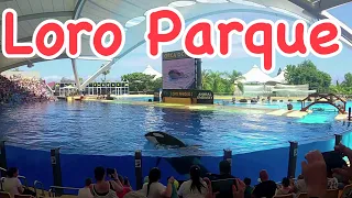 LORO PARQUE TENERIFE/tenerife zoo/tenerife canary island 2023