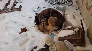 Abandoned mom dog gave birth on the snow, shaking in cold, try her last strength to warm her pups..
