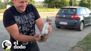 Gatito abandonado es rescatado y le encuentran un nuevo hogar | El Dodo