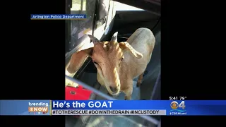 Trending: Police Save Goat Out Of A Drain