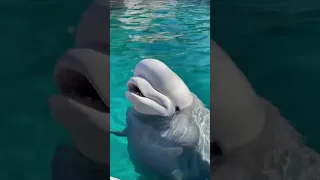 Beluga Whale Vocalizations