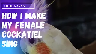 How I make my female cockatiel sing / Female cockatiel singing / CUTIE NAVYA