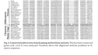 Mitochondrial genome diversity in Metazoa