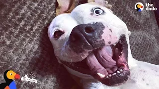 'Aggressive' Pit Bull Dog Turns Into a Sweet Snuggle Machine | The Dodo Pittie Nation