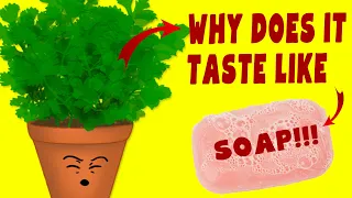 Why Does Coriander & Cilantro Taste Bad?