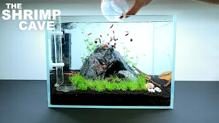 The Shrimp Cave: NEW Shrimp Setup for Neocaridina Aquascape Tutorial