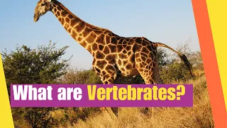 What are Vertebrates | Learn the Characteristics of vertebrate animals | Lesson Boosters Science