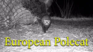 Черный Хорек живущий в скирде сена / European polecat at night