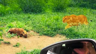 LIONESS SNEAKS UP ON SLEEPING HYENA CUBS