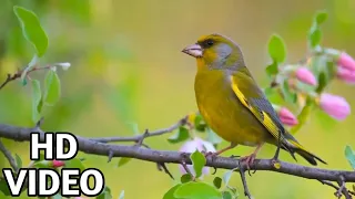 Beautiful Bird With Their Chirping | village wild life  |  wild life photography