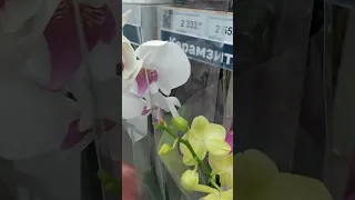 Орхидеи Леруа Мерлен Воронеж 28 апреля 2023 ч2