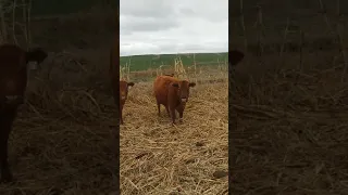 Grazing Winter Stockpile Feed