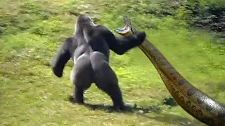 THE ANIMALS MESSED WITH THE WRONG MONKEY!