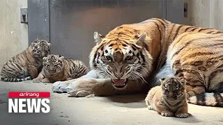 Seoul Grand Park to unveil Siberian tiger triplets on Friday