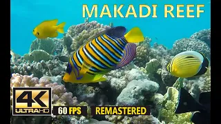 Makadi Reef | Подводный мир Макади, Египет. Underwater World of Makadi, Egipt 2015 (part 1) | 4K 60