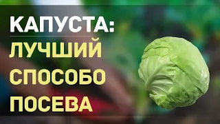 ТЕПЕРЬ КАПУСТУ НА ПРОДАЖУ Я СЕЮ ТОЛЬКО ТАКИМ СПОСОБОМ