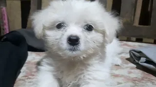 Pomeranian and Maltese Mixbreed | Meet my Little Puppy Siri.