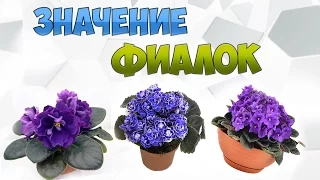 ЗНАЧЕНИЕ ФИАЛОК для ЧЕЛОВЕКА