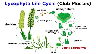 Lycophytes: Early Vascular Plants