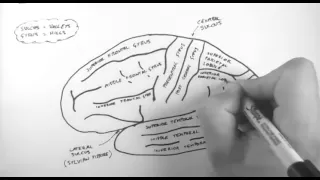 Brain Anatomy 1 - Gross Cortical Anatomy (Lateral Surface)