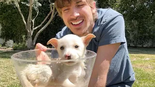 Neglected Rescue Puppies Get Their First Bath!