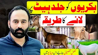 Bakri Ko Jaldi Heat Pr Lanay Ka Tariqa | Chakwal Goat Farm | Goat Farming |