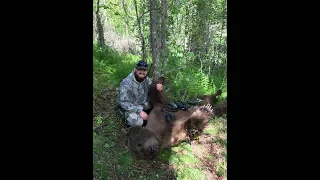 2017 Brown Bear with a Bow