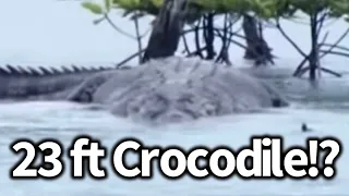 23 Foot Crocodile Seen in India