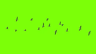 #Green Screen #Birds #Flying HD Animation