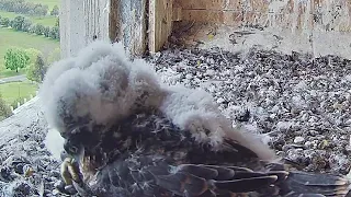 FalconCam Project~Rubus behaves like a caring female ~2:53 p.m. 2022/11/05