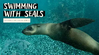Cape Fur Seals in Simon's Town | South Africa