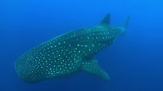 Зачем приплывают беременные самки китовых акул (Rhincodon typus) к Галапагосским островам ? Тайна !