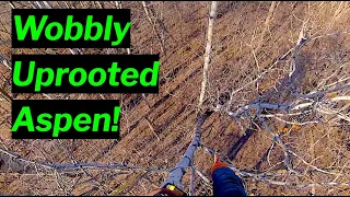 Climbing A Tall Wobbly Uprooted Aspen Tree! | Solo Tree Removal