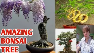 BONSAI TREE SPECIES WITH NAME/BONSAI TREES /MARGIE PULIDO VLOGS.