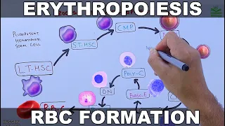 Erythropoiesis | RBCs Formation Process