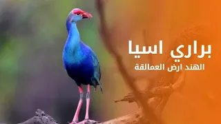 براري جنوب اسيا الهند أرض العمالقة الكبار | كويست عربية QUEST ARABIYA