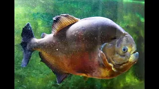 Piraya Piranha Big Moby monster fish