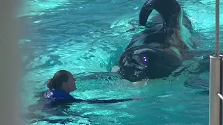 SeaWorld Trainers back in the water with the whales?!?! September 8, 2014 Part 1